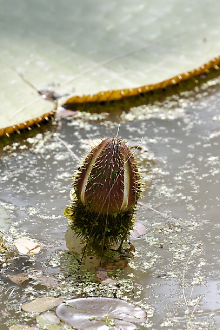 Muang Boran-2011-009